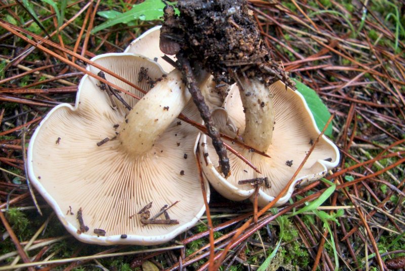 Lepista/Clitocybe da determinare